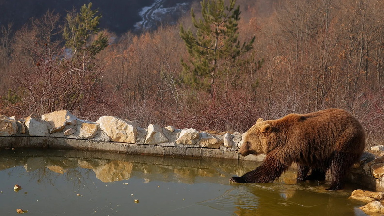 Brown Bear, Mramor, Kosovo